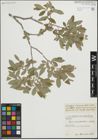Foto von Salix pseudomedemii E. L. Wolf